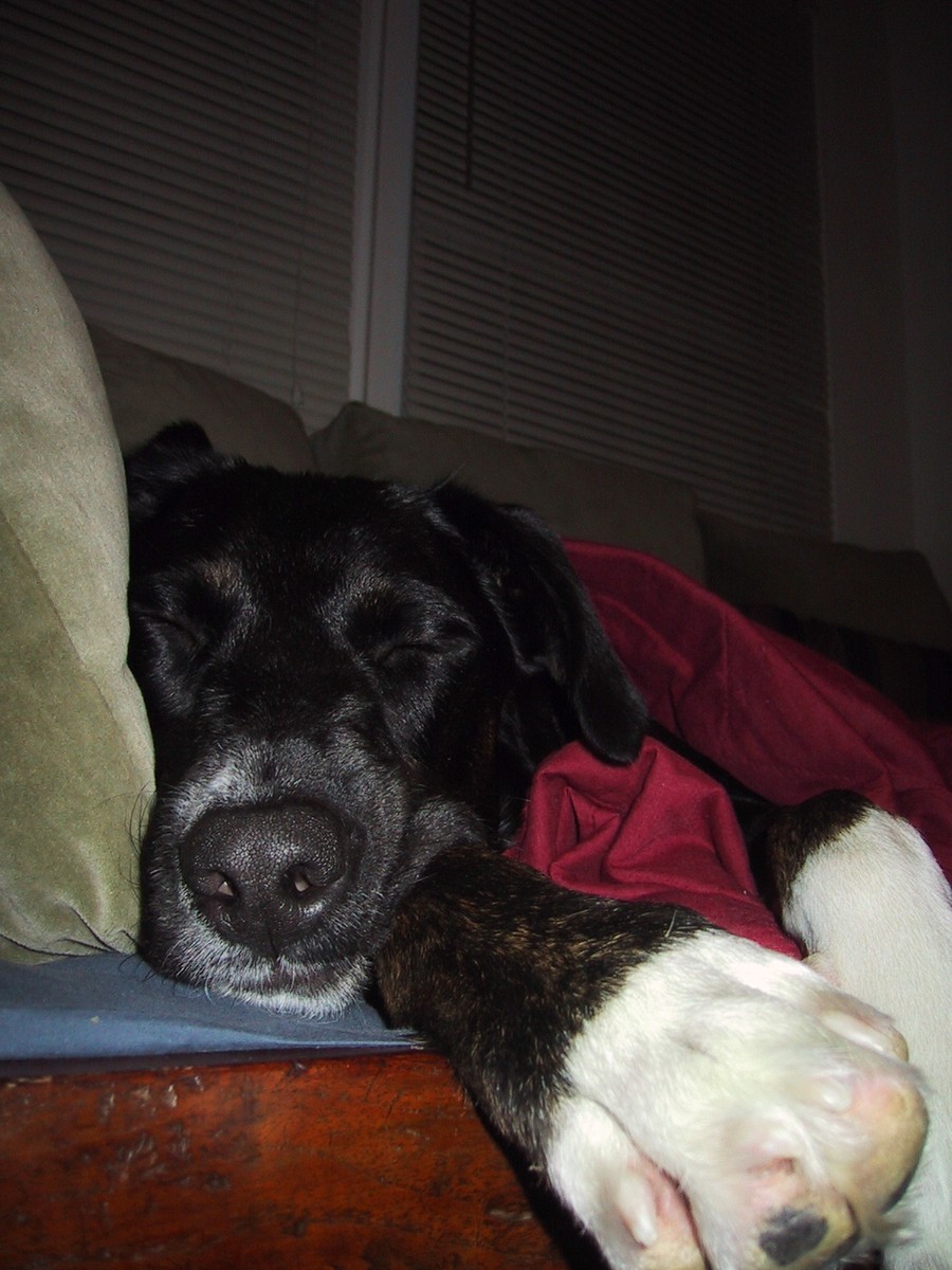 Closeup of the muzzle of a large black mutt dog with white paws, asleep Closeup of the muzzle of a large black mutt dog with white paws, asleep