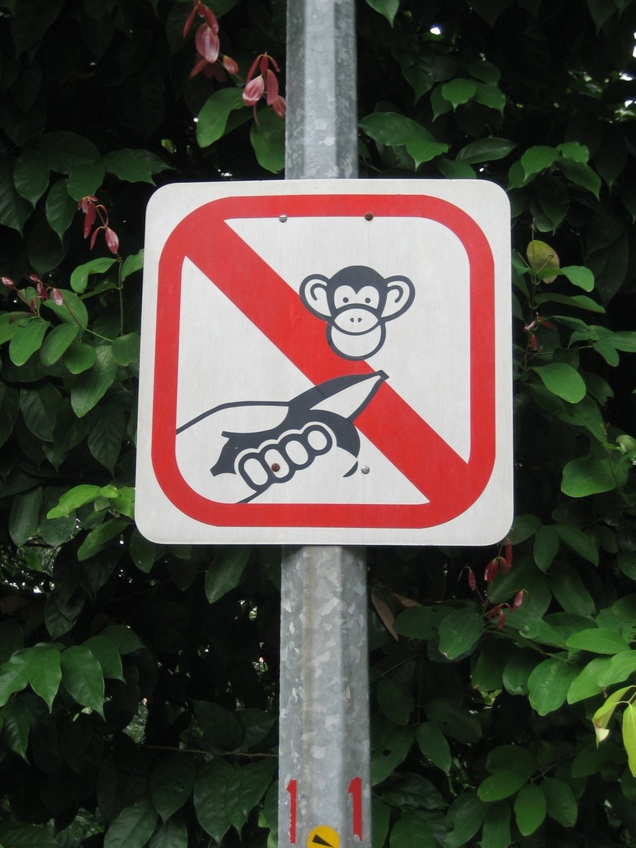 Street sign in Singapore: DONT FEED THE MONKEYS Ideographic street sign in Singapore of a banana being held out to a monkey, with a red slash through it, meaning “do not feed the monkeys”. 🚫🍌🐵