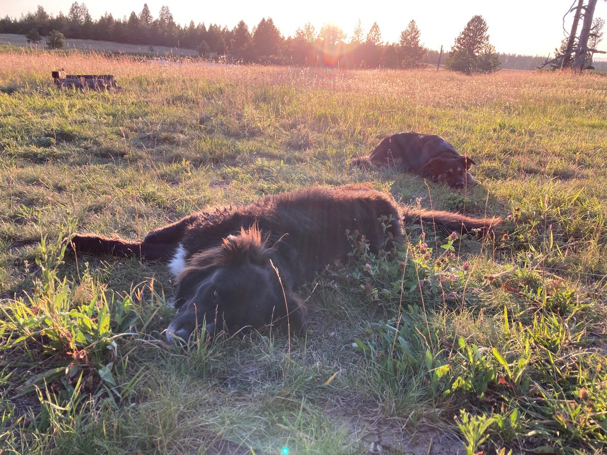Dog days