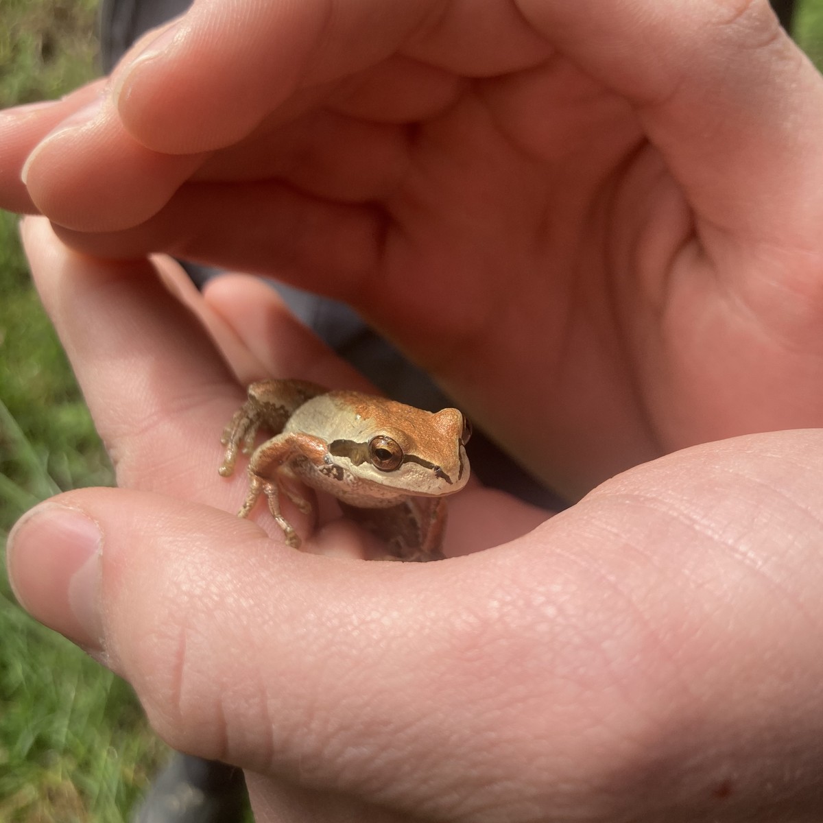 Pacific Tree Frog Closeup of a Pacific Tree Frog cupped in a young person’s hands