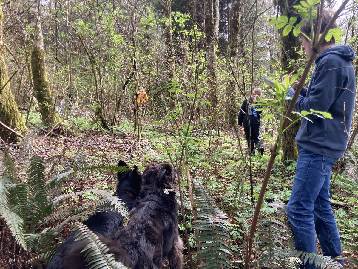 A group of young people and two huge black dogs thwacking through a wet forest A group of young people and two huge black dogs thwacking through a wet forest