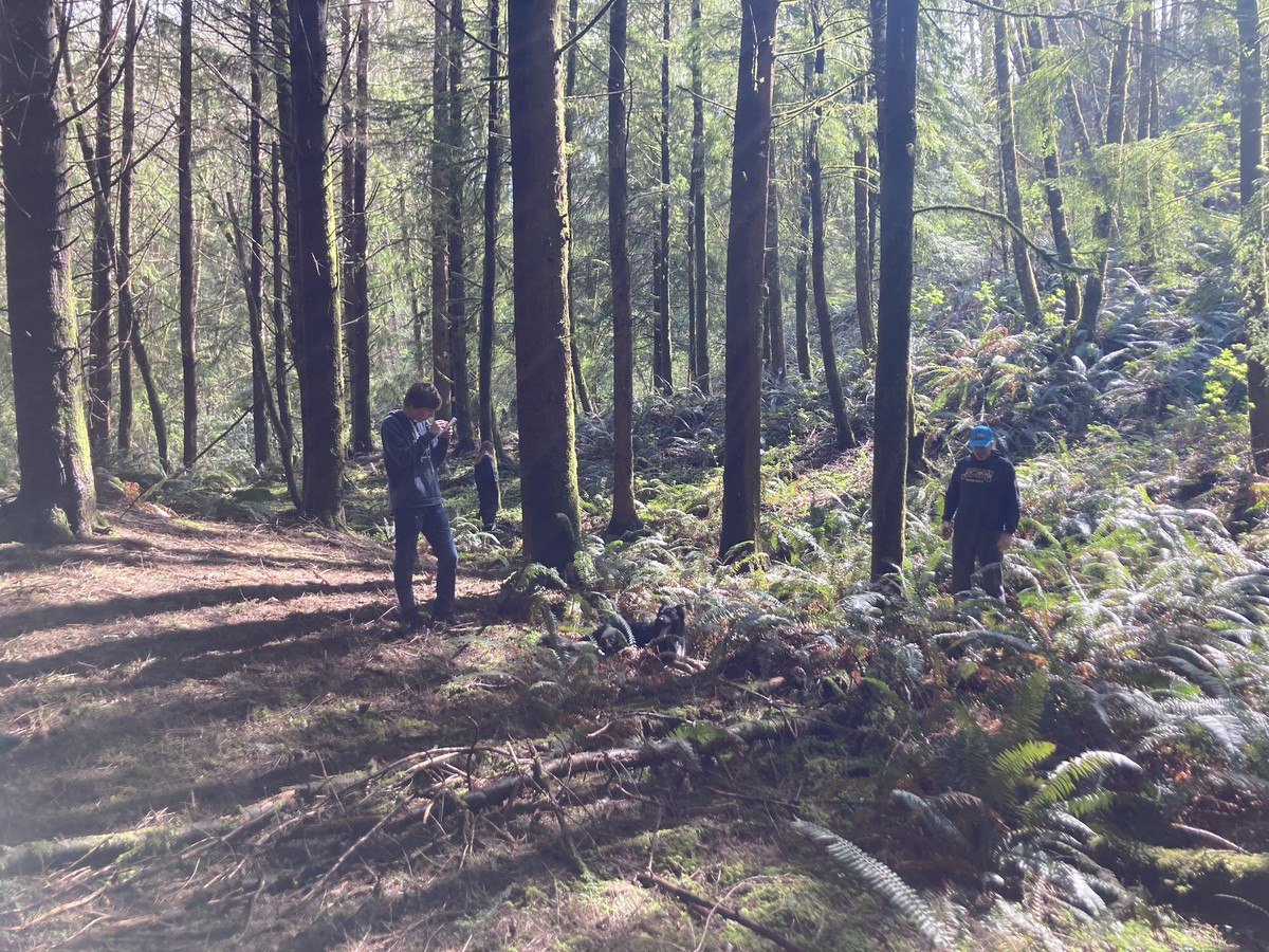 Hemlock and fern brake Two people standing in a hemlock forest with a fern brake. One of them is making a sketch