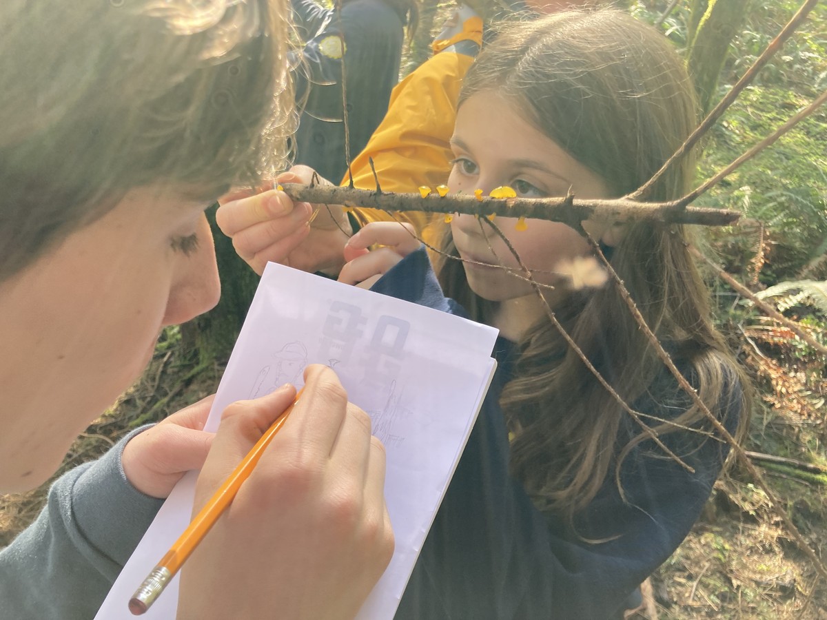 Yellow fungus Close up of two young people looking at a stick with bright yellow fungal fruiting bodies popping out of it. One is making a sketch of it
