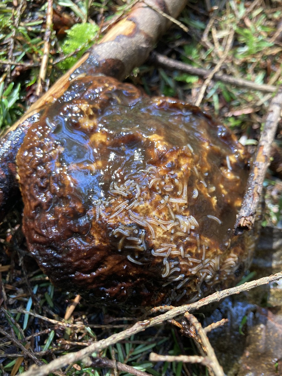 Close up of a slimy mushroom squirming with tiny fly larvae Close up of a slimy mushroom squirming with tiny fly larvae