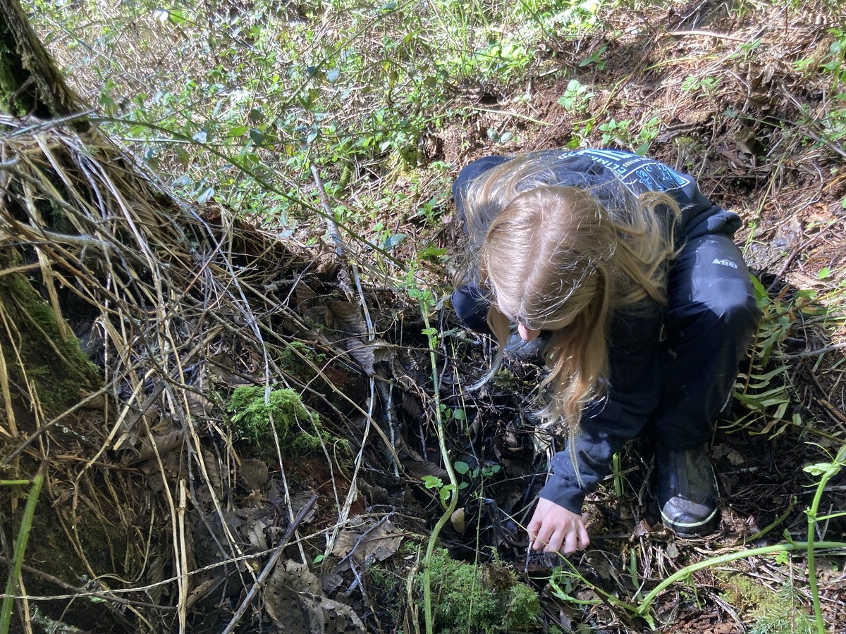 Picking slugs out of a stump A young person plucking a banana slug from a tree stump in the forest