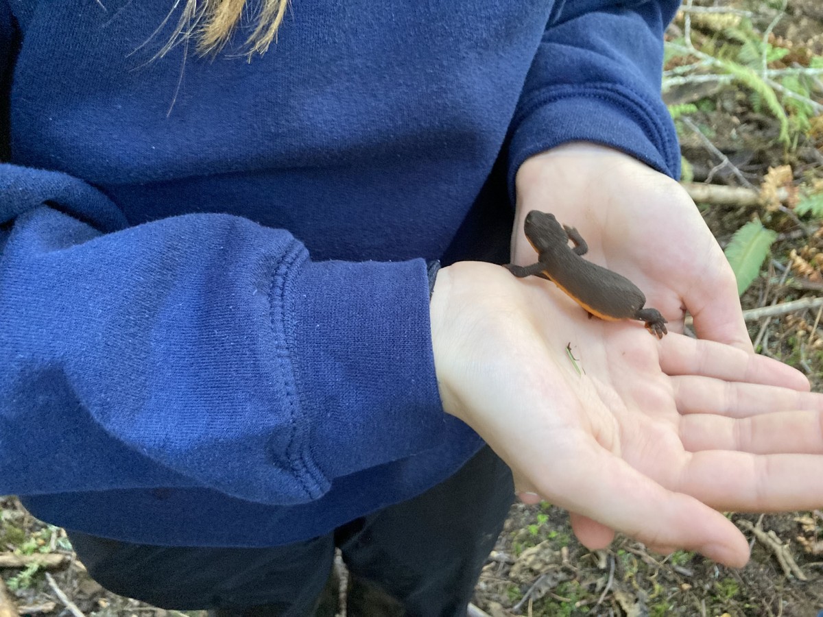 Rough-skinned newt Close up of a young person holding a rough-skinned newt
