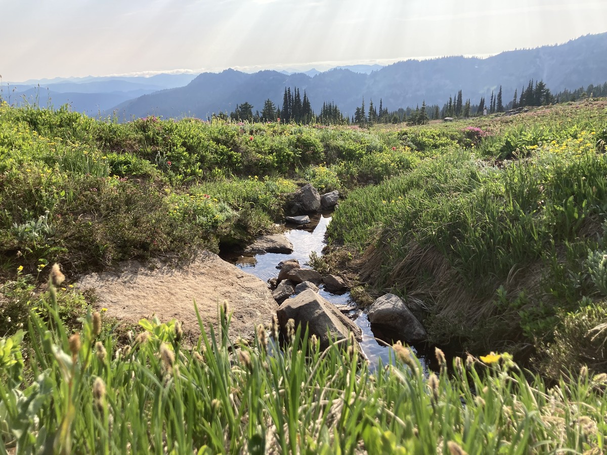 Wildflowers and a snowmelt stream on Snowgrass Flat Low-perspective view of a small stream running through wildflowers on an alpine meadow, with shafts of near-sunset light falling over a forested mountain landscape in the distance