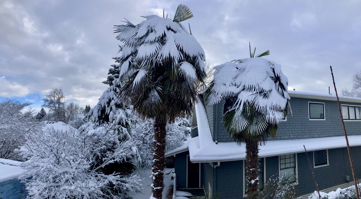 Snow on palm trees, Feb. 23, 2023 Snow on palm trees, Feb. 23, 2023