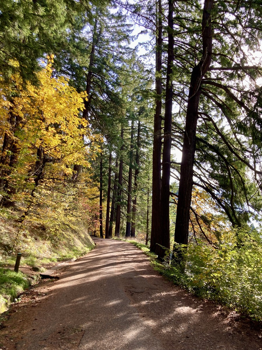 A gravel path heading up a fir forest in autumn A gravel path heading up a fir forest in autumn