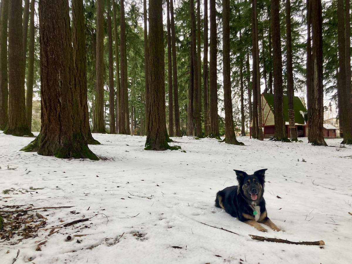 Kuma in the snow, Valentine’s Day 2025 A happy black dog with a stick in a snowy stand of Douglas Firs