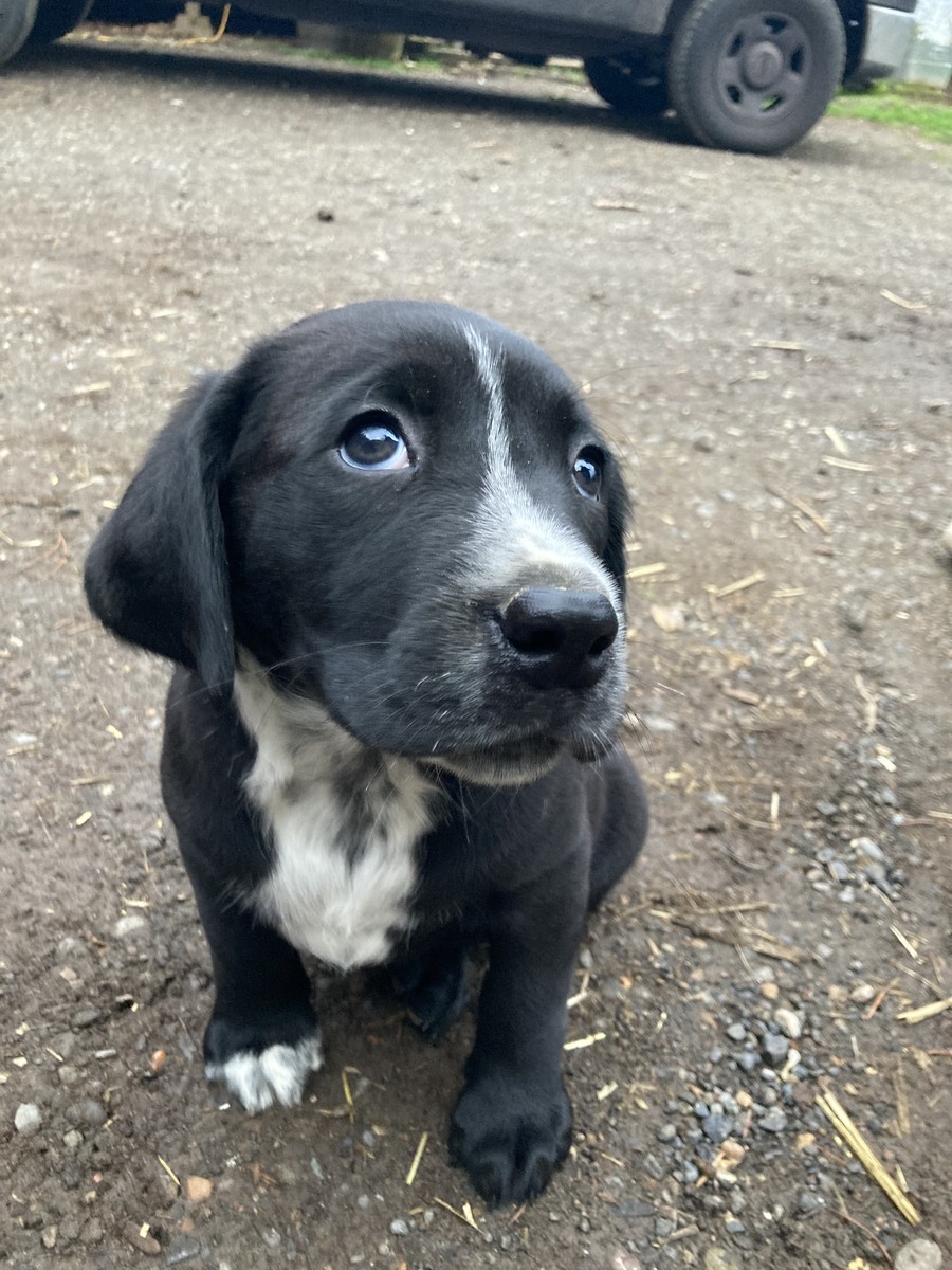 Bozeman on the farm low perspective closeup of a black puppy with a speckled white blaze on his chest, outdoors