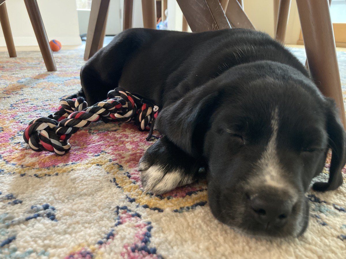 Bozeman sleeping low perspective, closeup, black puppy sleeping under a dining room table