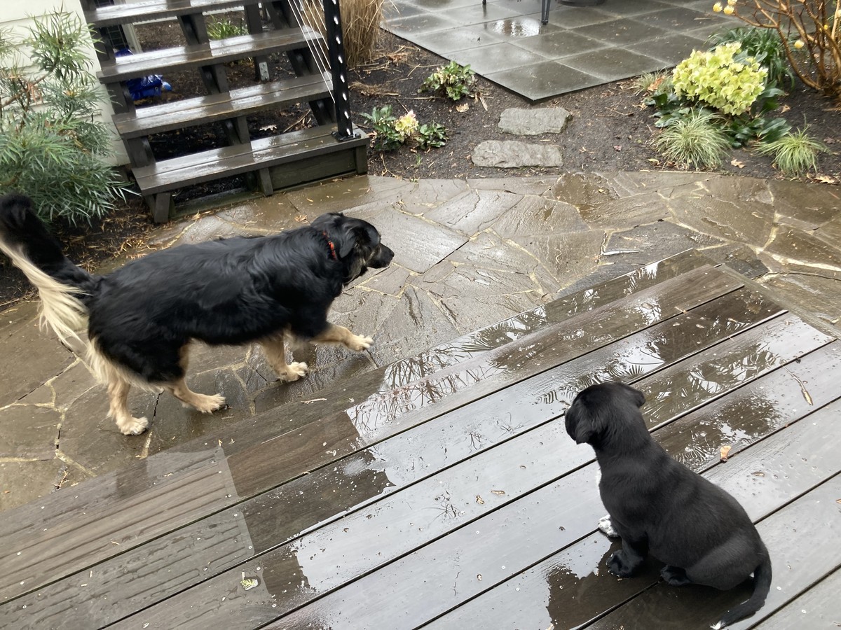 Bozeman and Kuma on the porch A small black puppy on a wet porch watches a large black dog walk by, in a light rain