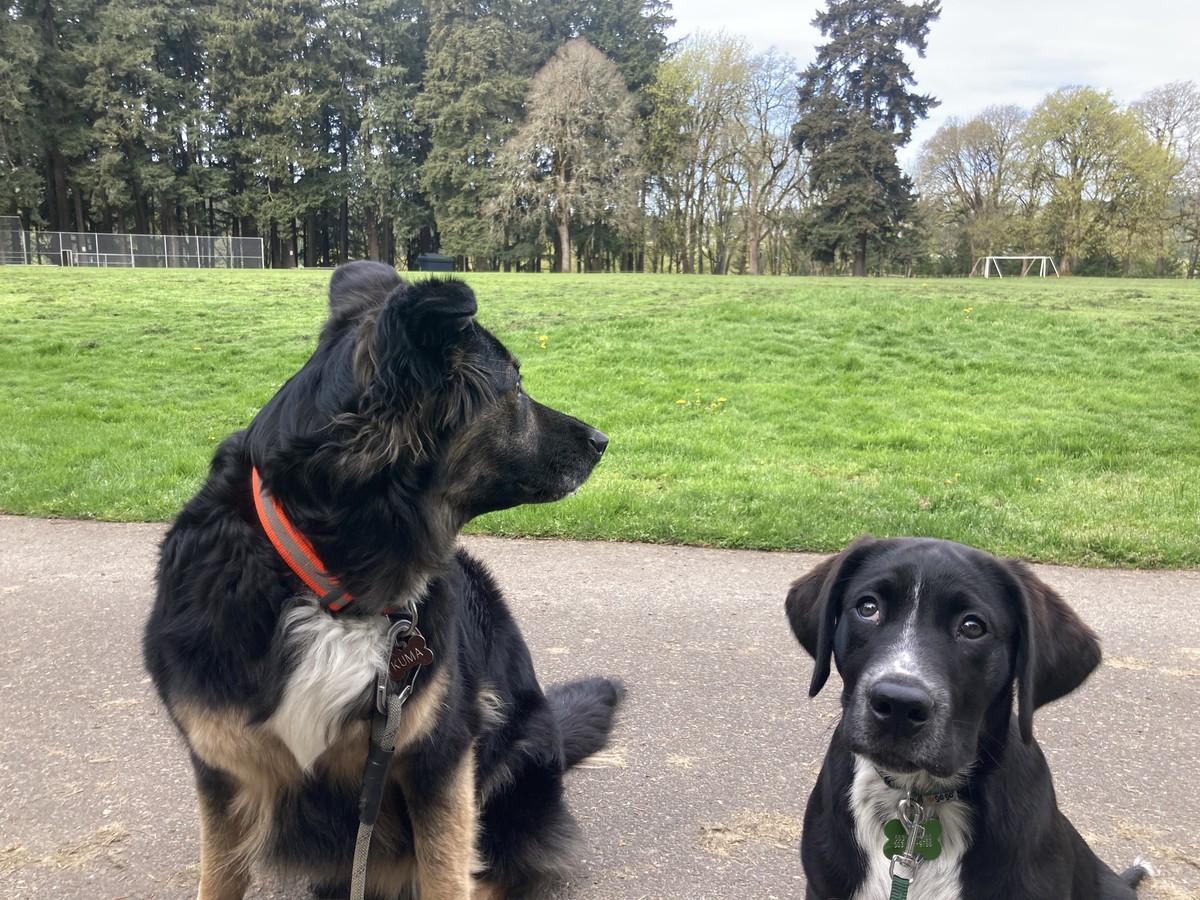 Bozeman and Kuma at the park Two black dogs, seated, at the edge of a park in spring. The older dog, a fluffly black shepherd mix, looks away from the camera. The smaller black dog, a 14-week old puppy, looks at the camera