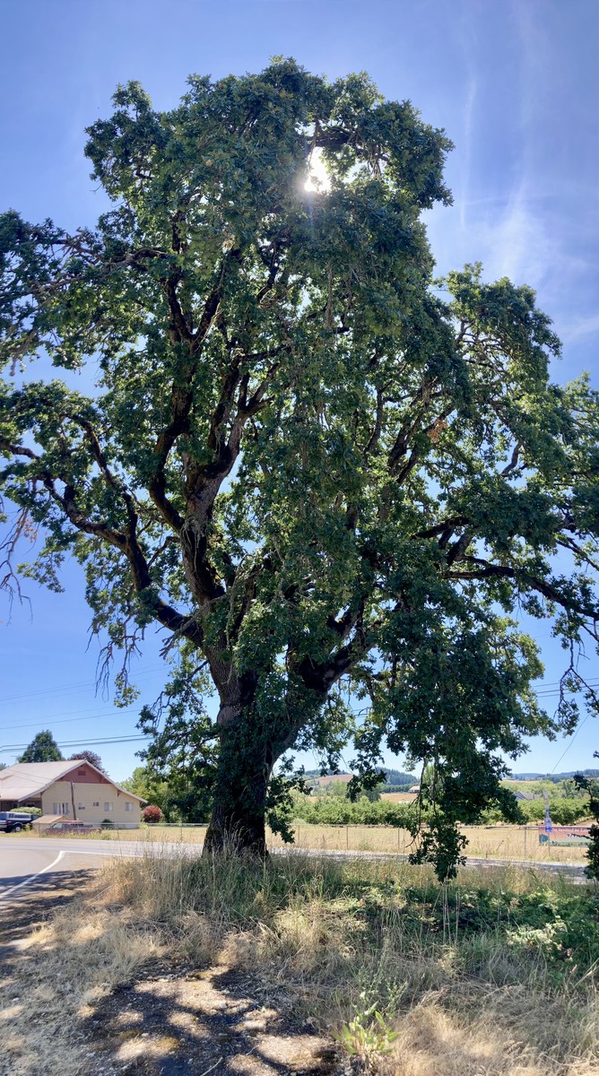 Oak tree at the crossroads of Laurel and Campbell Roads Oak tree at the crossroads of Laurel and Campbell Roads