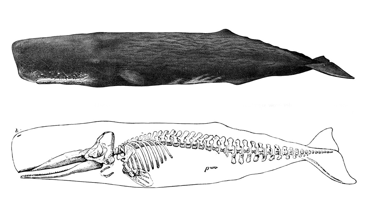 Illustration of a sperm whale and its skeleton
